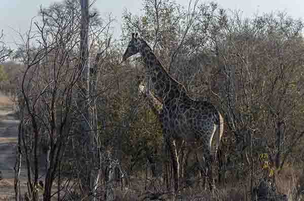 Jirafa - reserva Sabi Sands - Sudáfrica 1.jpg